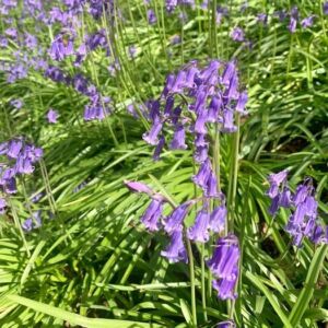 Bluebells at Jimmy's Farm, Ipswich Suffolk