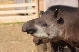 TipTap the Lowland Tapir at Jimmy's Farm, Ipswich, Suffolk