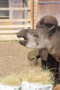 TipTap the Lowland Tapir at Jimmy's Farm, Ipswich, Suffolk