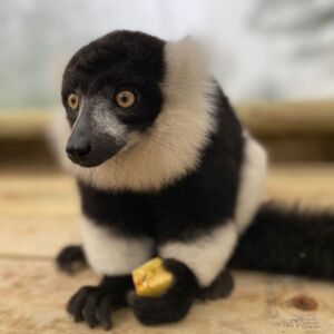 Lemur Heights at Jimmy's Farm & Wildlife Park