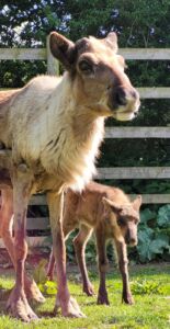Bramble and Mum Mistletoe
