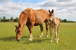 Colt Foal in grass pasture with Mum from Jimmy's Farm Suffolk