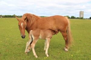 Colt Foal in grass pasture with Mum from Jimmy's Farm Suffolk