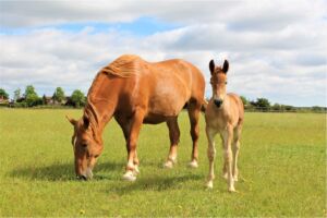 Colt Foal in grass pasture with Mum from Jimmy's Farm Suffolk