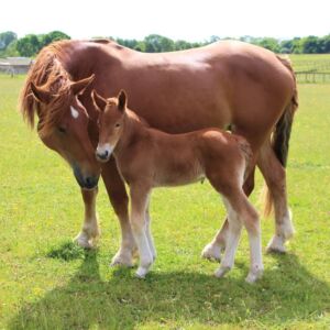Suffolk Punches at Jimmys Farm, Zoo and Wildlife Park