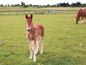 Filly Foal in grass pasture from Jimmy's Farm Suffolk