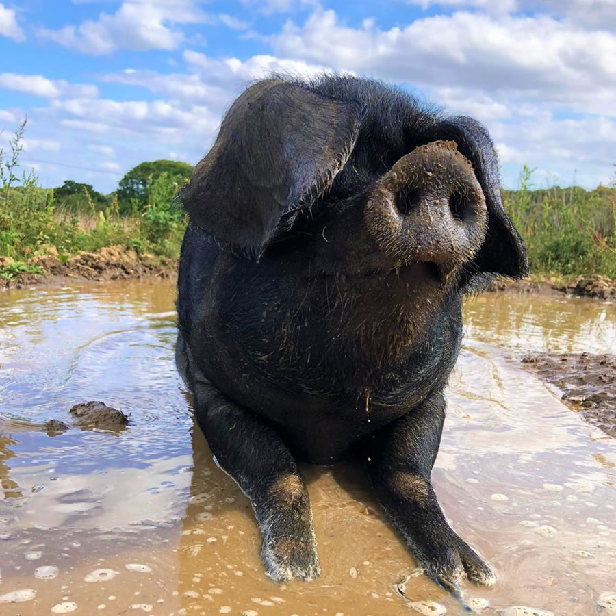 Where to stay near Jimmy’s Farm & Wildlife Park Where to stay near Jimmy's Farm & Wildlife Park