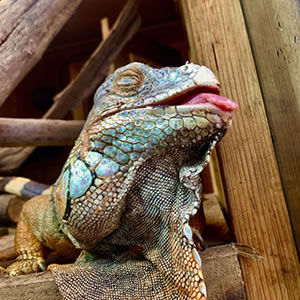 Reptiles