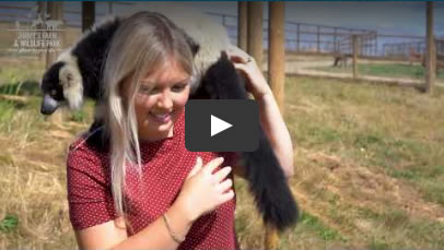 Animal Experiences video