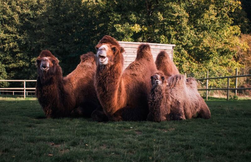 Bactrian Camels at Jimmy’s Farm & Wildlife Park Winter opening hours