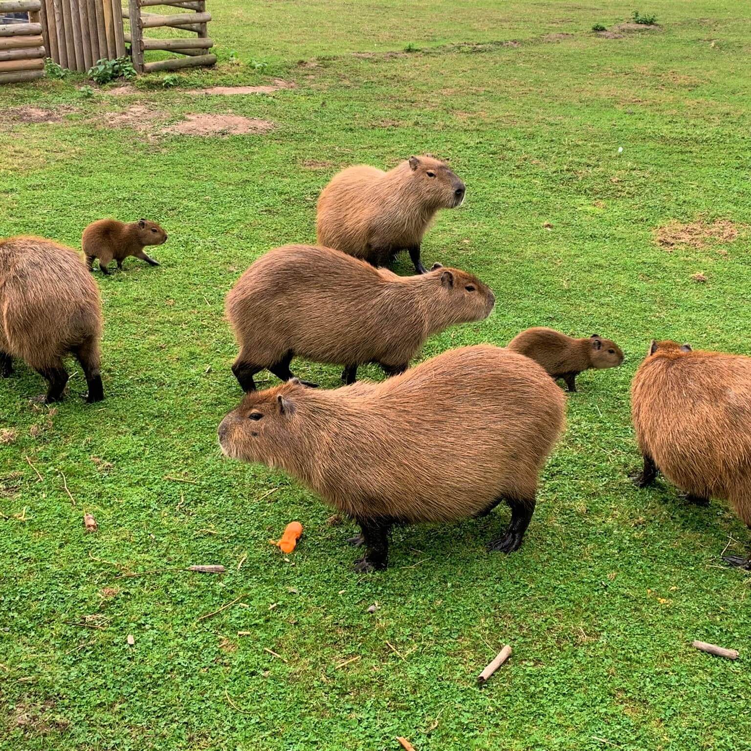 african safari wildlife park capybara