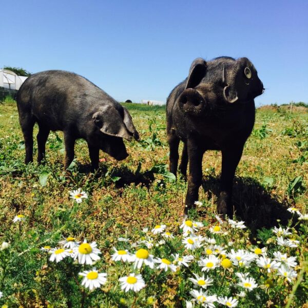 Large black at Jimmy’s Farm Suffolk Education visits