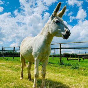 Lily the donkey in the sunshine at Jimmy's Farm & Wildlife Park