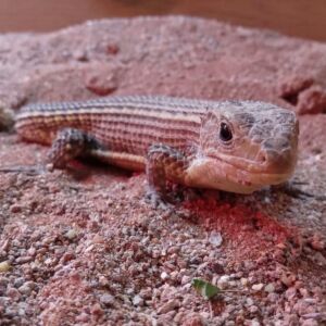 Plated Lizard