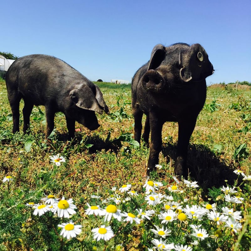 BRITISH RARE BREEDS