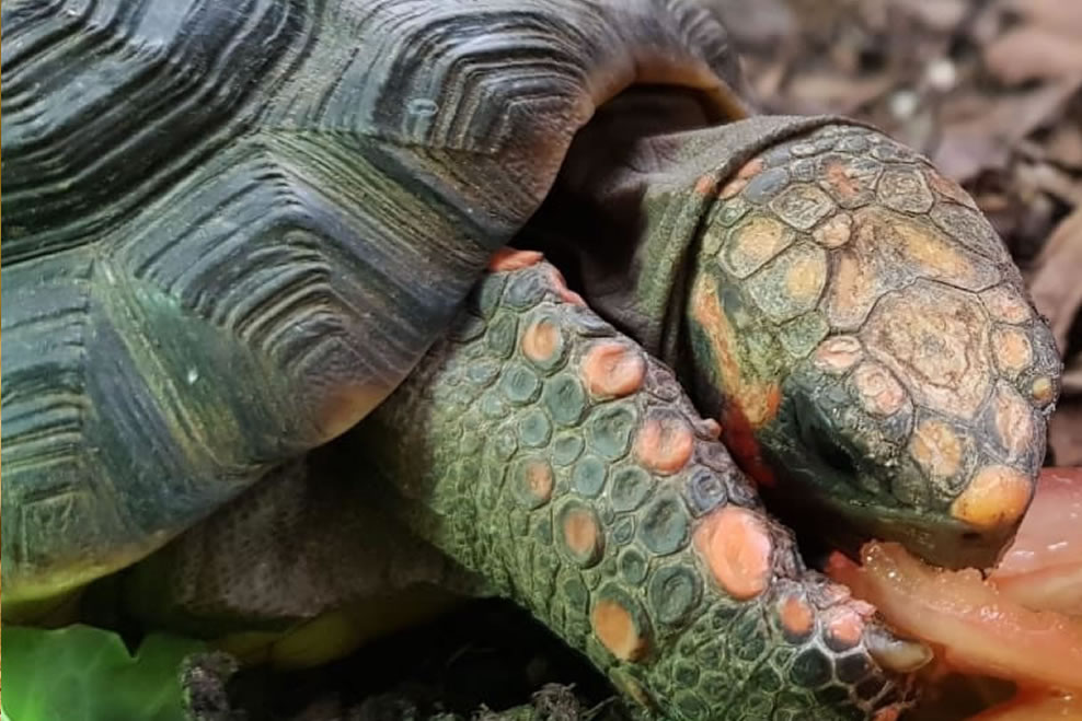 Red-footed Tortoise - Jimmys Farm, Zoo & Wildlife Park