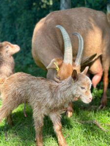Golden guernsey goat kids Golden guernsey goat kids