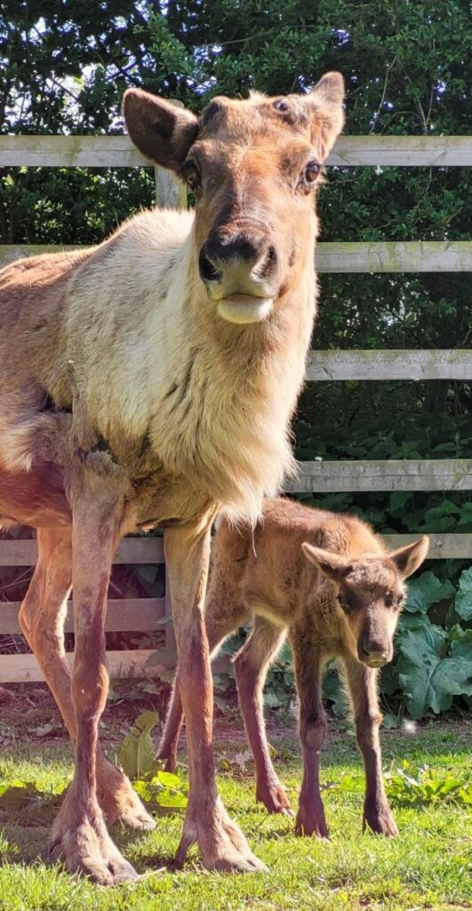 Bramble and Mum Mistletoe
