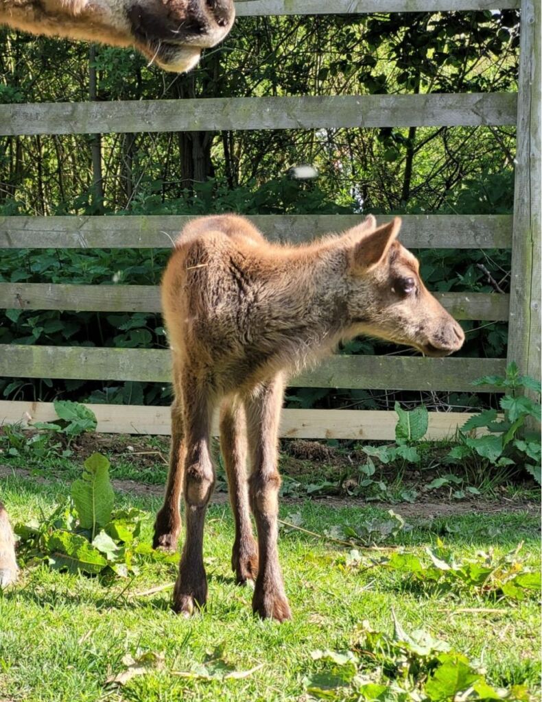 Bramble the new reindeer calf at Jimmy's Farm & Wildlife Park 2