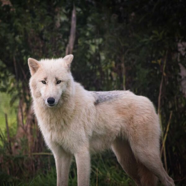 Artic Wolves. Image: Beth Aldous Artic Wolves. Image: Beth Aldous