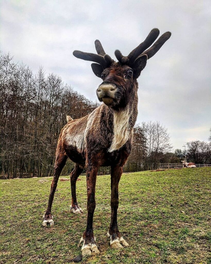 Dolph the reindeer