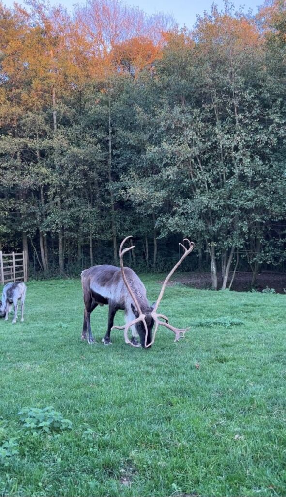 Dolph Antlers