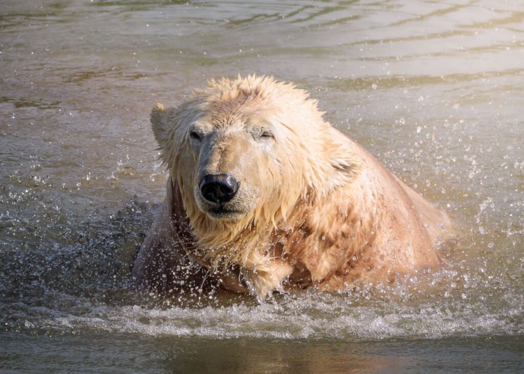 Ewa, polar bear, at Jimmy's Farm & Wildlife Park