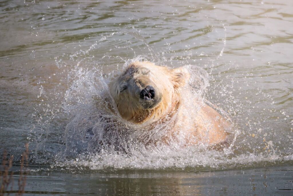 Ewa, polar bear, at Jimmy's Farm & Wildlife Park