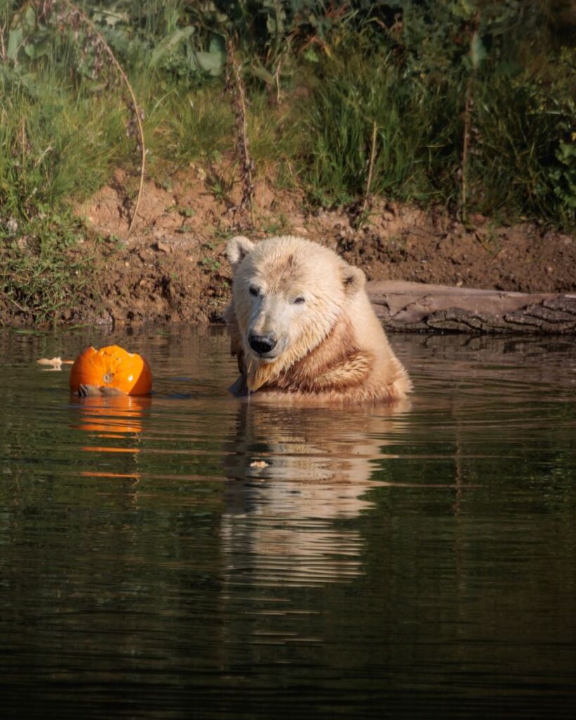 Ewa, polar bear, at Jimmy's Farm & Wildlife Park