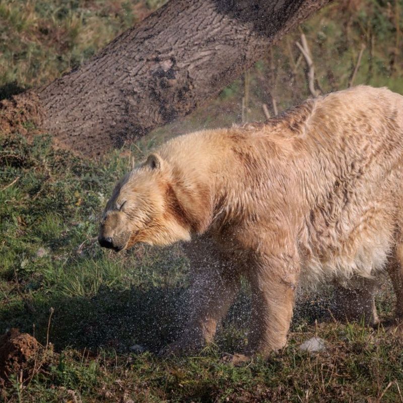 Polar Bear in the woods.