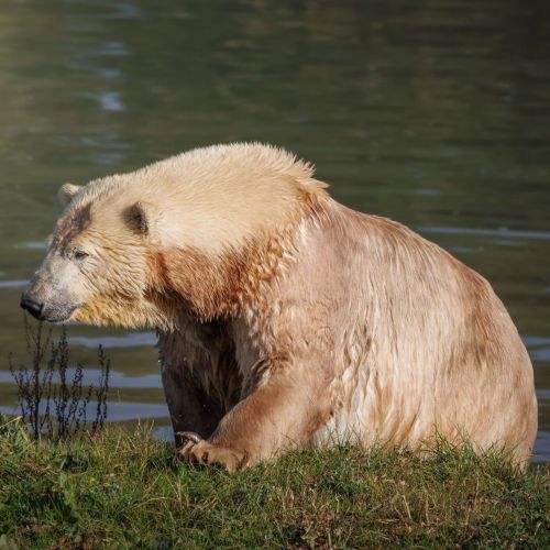 Polar Bear