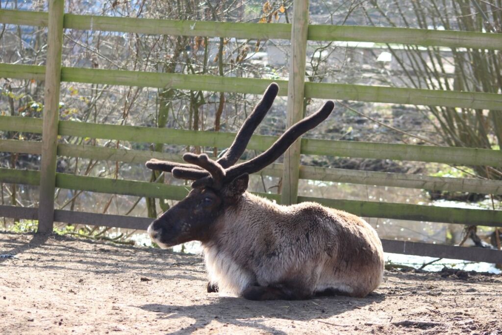 Reindeer