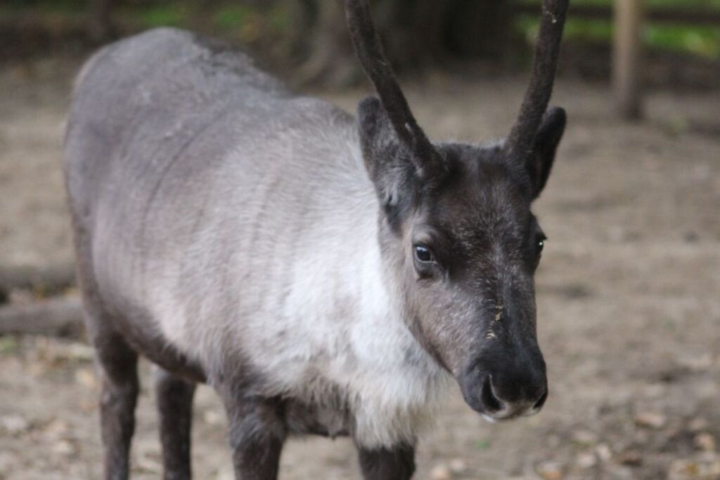 Maple the reindeer