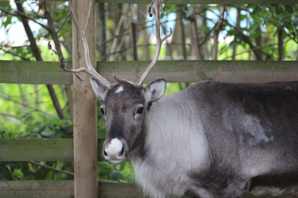 Maple the reindeer