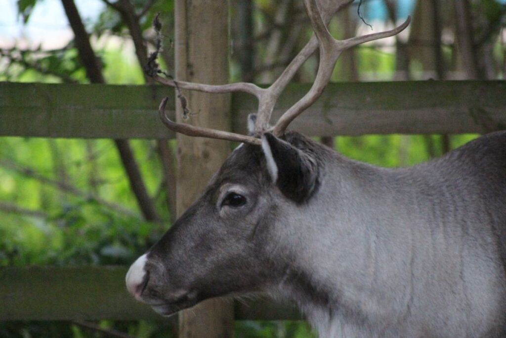 Maple the reindeer
