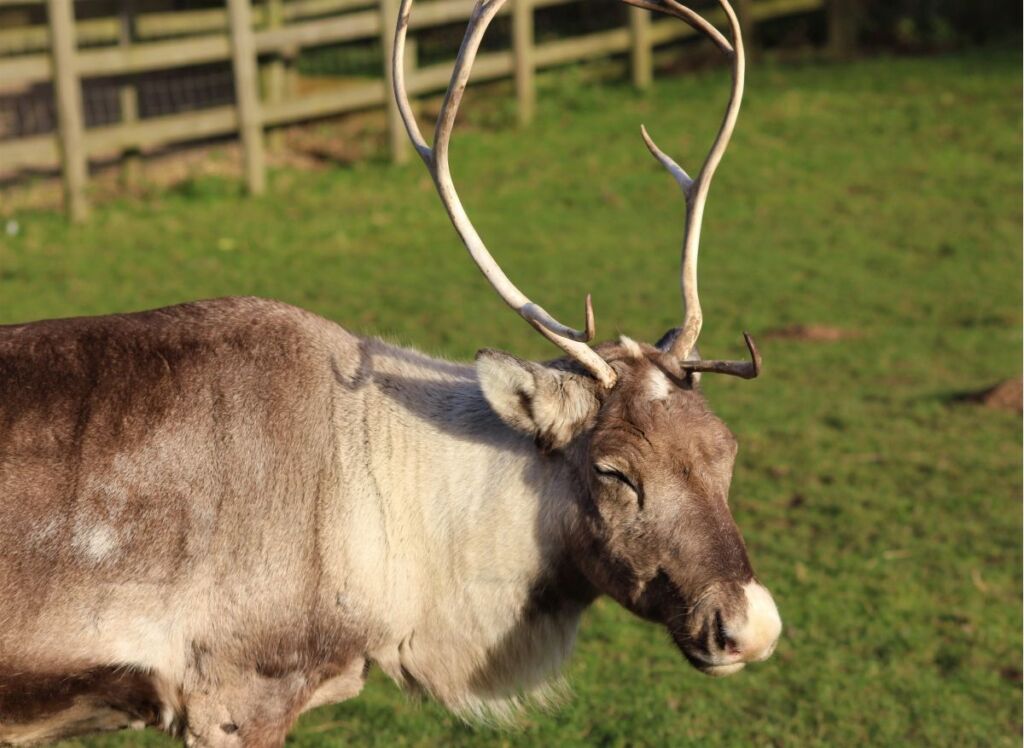 Reindeer antlers