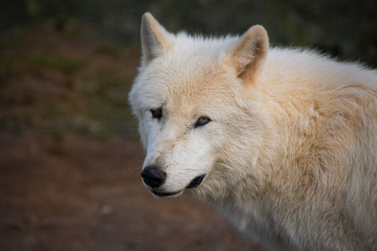 Artic Wolf. Artic Wolf.