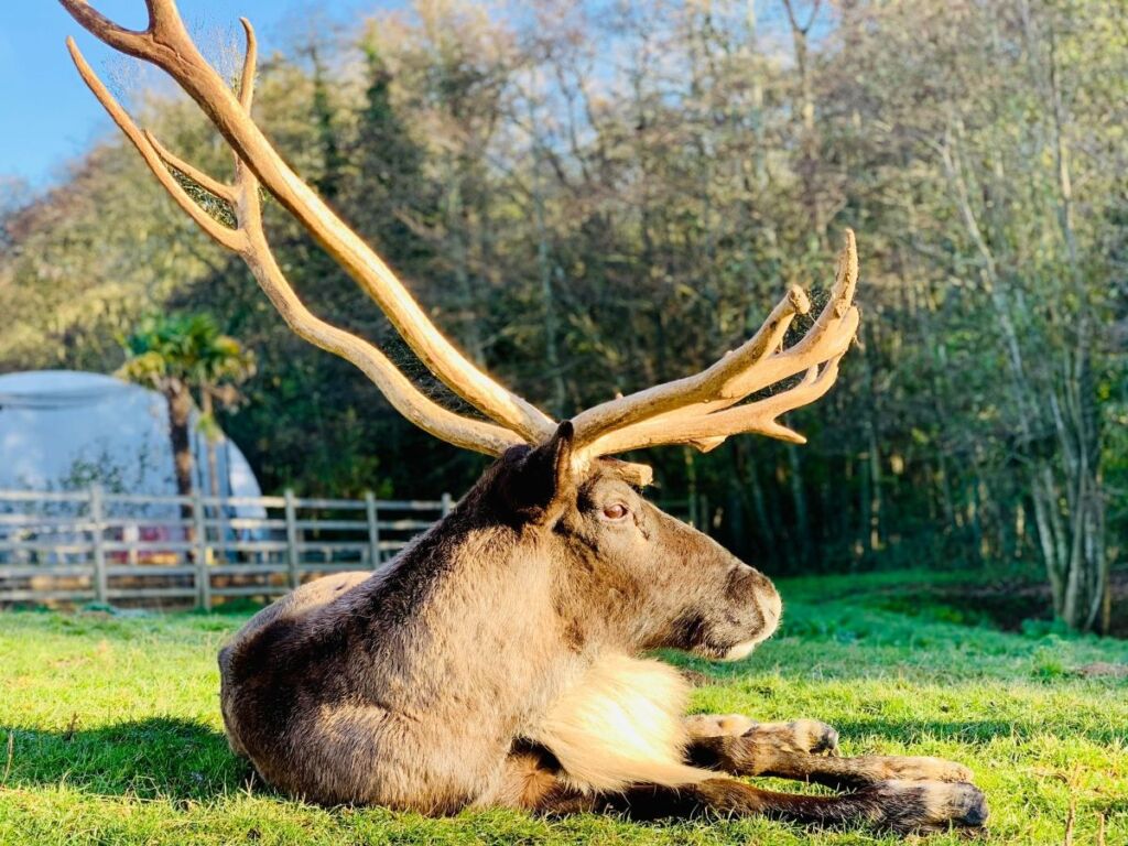 Male Reindeer Dolph