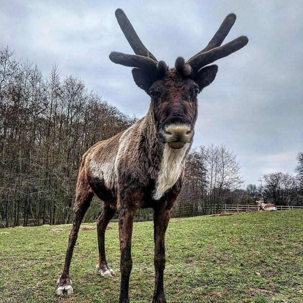 Reindeer - Dolph