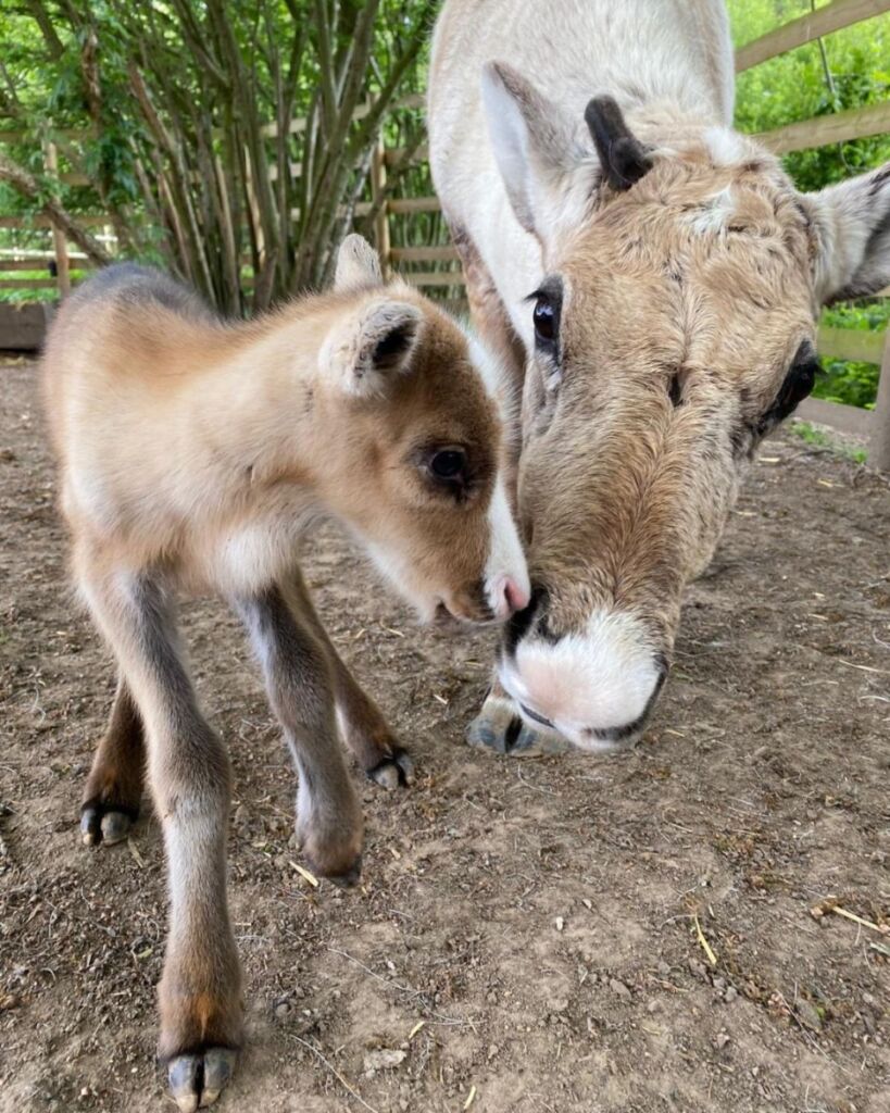 Reindeer calf and Mum