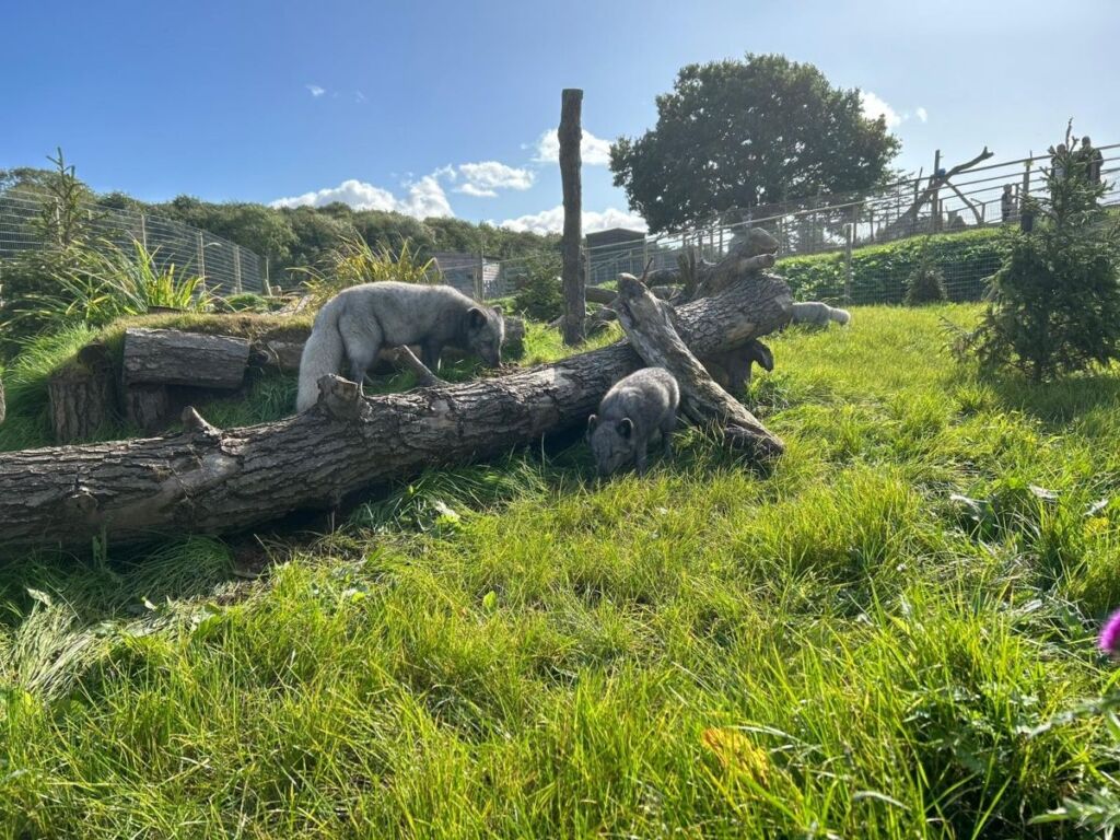Arctic Foxes