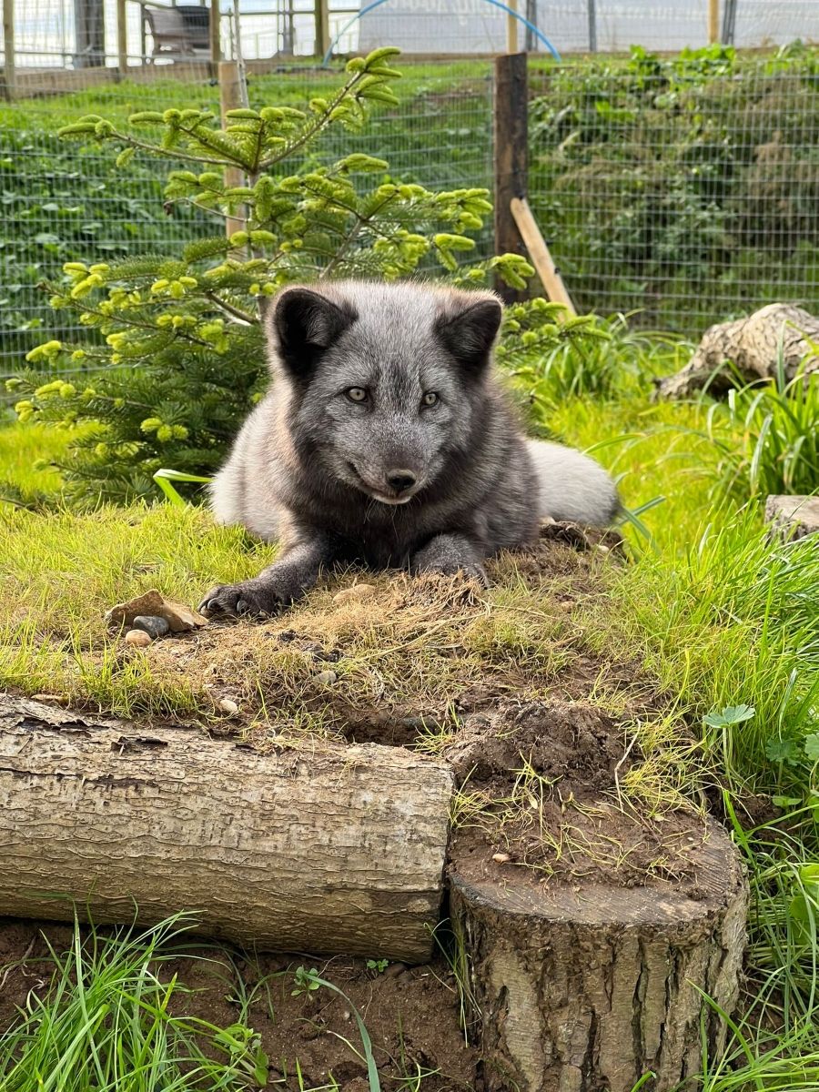 Arctic Foxes Arctic Foxes