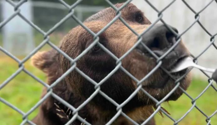 HELP US SAVE DIEGO – WE URGENTLY NEED YOUR HELP 🐻 HELP US SAVE DIEGO – WE URGENTLY NEED YOUR HELP 🐻
