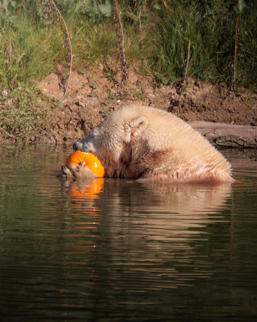 Ewa, polar bear, at Jimmy's Farm & Wildlife Park