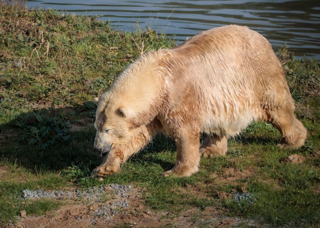 Ewa, polar bear, at Jimmy's Farm & Wildlife Park