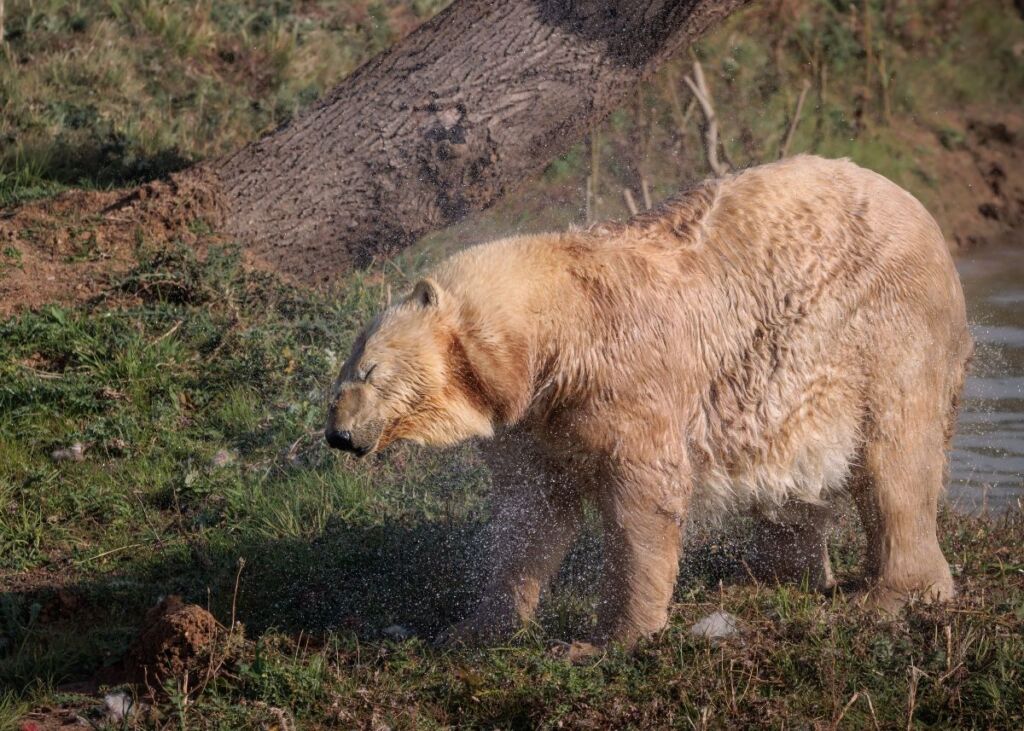 Ewa, polar bear, at Jimmy's Farm & Wildlife Park