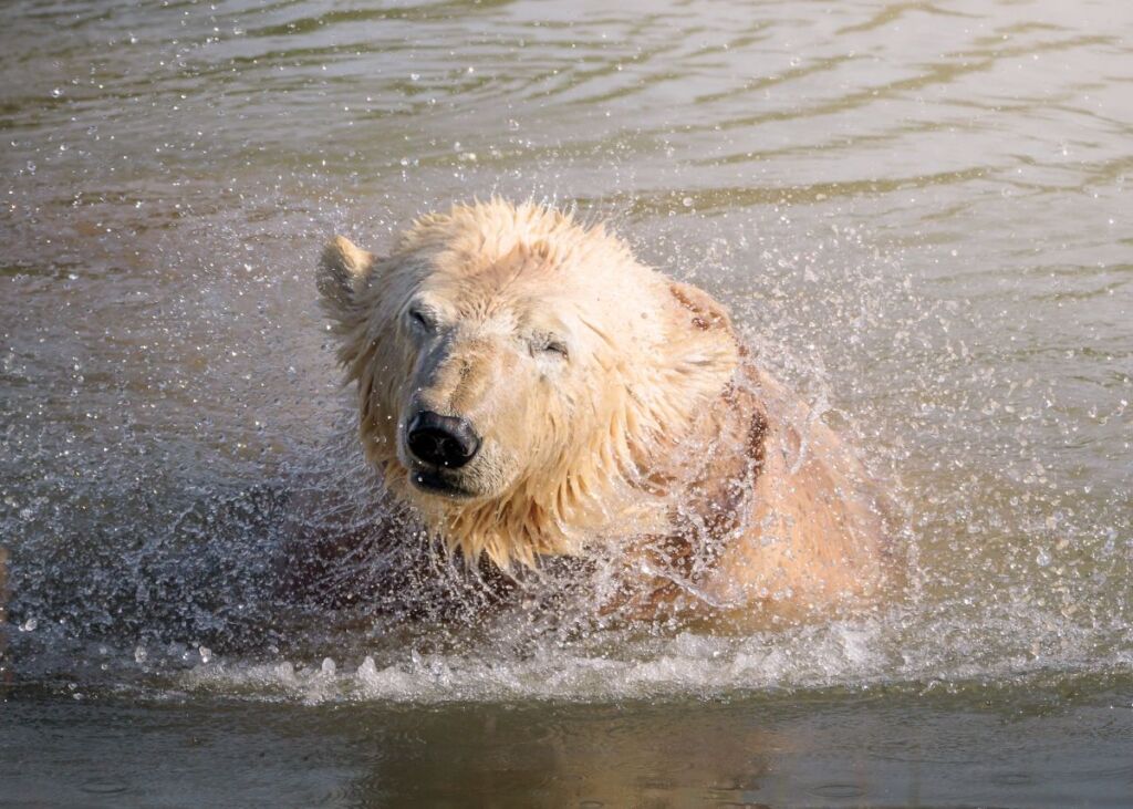 Ewa, polar bear, at Jimmy's Farm & Wildlife Park