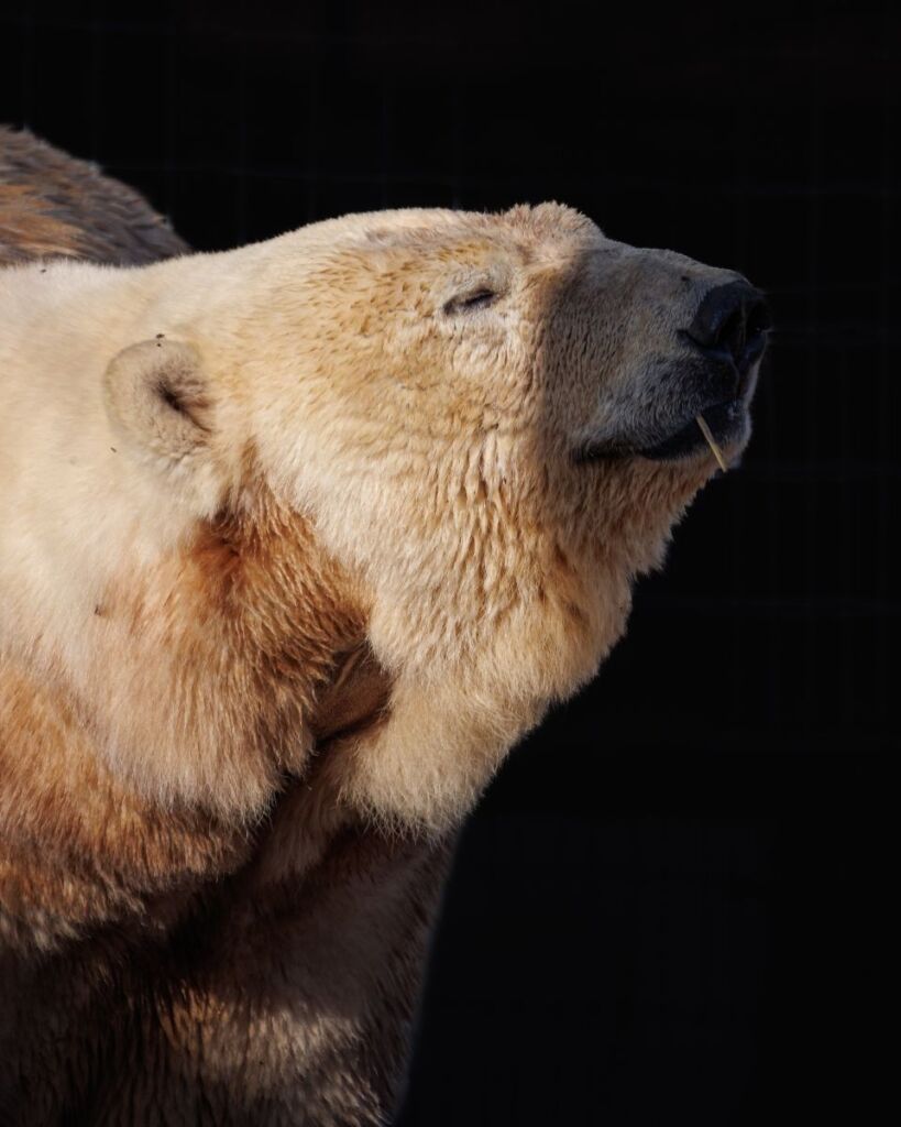 Ewa, polar bear, at Jimmy's Farm & Wildlife Park