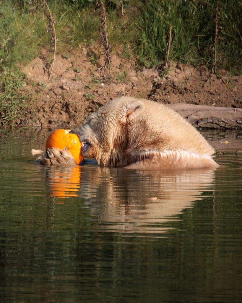 Ewa, polar bear, at Jimmy's Farm & Wildlife Park