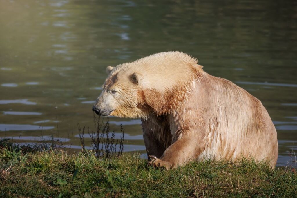 Ewa the Polar Bear at Jimmy's Farm & Wildlife Park